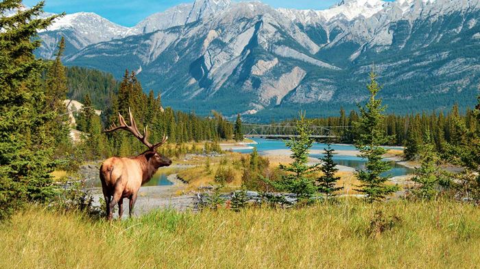 Canada Alberta Jasper Nationalpark Landskab Rensdyr, Natur, Bjerge, Skov 