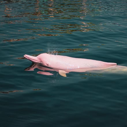 lyserød delfin khanom thailand