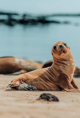 Søløveunge på Santa Fe, Galapagos