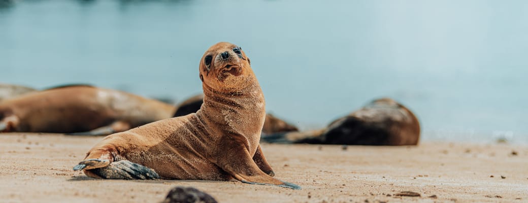 S&oslash;l&oslash;veunge p&aring; Santa Fe, Galapagos
