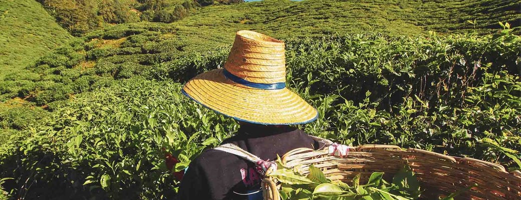 Malaysia cameron highlands teplukker