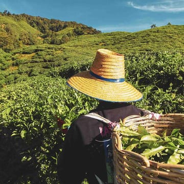 Malaysia cameron highlands teplukker