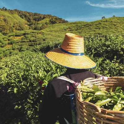 Malaysia cameron highlands teplukker