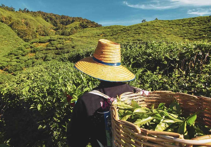 Malaysia cameron highlands teplukker