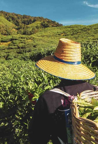 Malaysia cameron highlands teplukker