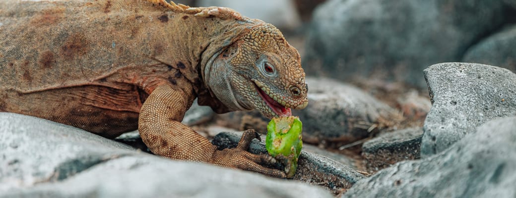Krybdyrsoplevelser p&aring; Galapagos krydstogtekspedition