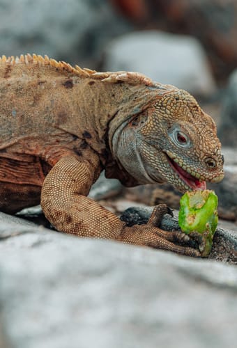 Krybdyrsoplevelser på Galapagos krydstogtekspedition