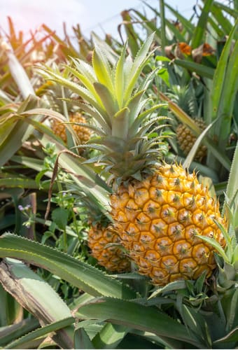 stor ananasplante i plantage krabi thailand