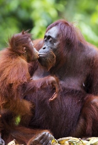 Borneo orangutangmor med unge