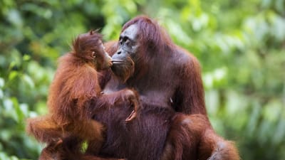 Borneo orangutangmor med unge