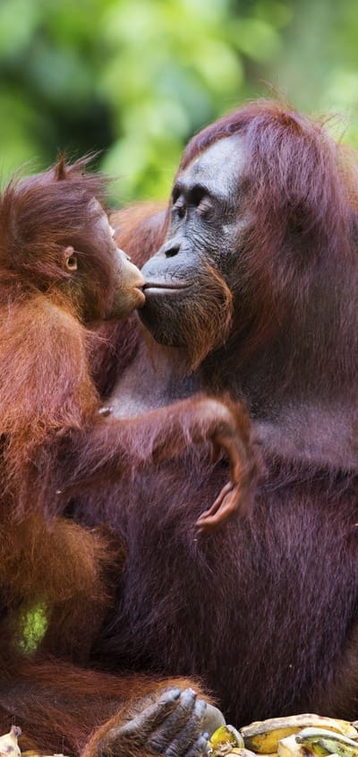 Borneo orangutangmor med unge