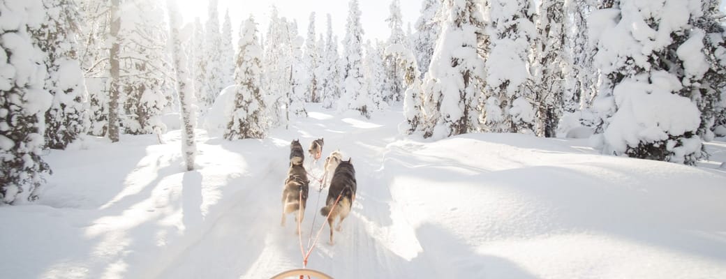 Lapland hundeslaede sne skov scaled