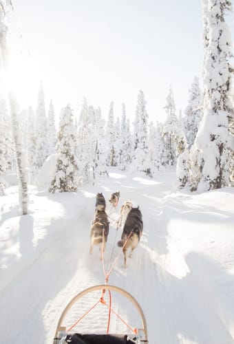 Lapland hundeslaede sne skov scaled