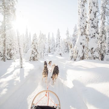 Lapland hundeslaede sne skov scaled