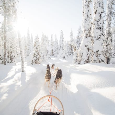 Lapland hundeslaede sne skov scaled