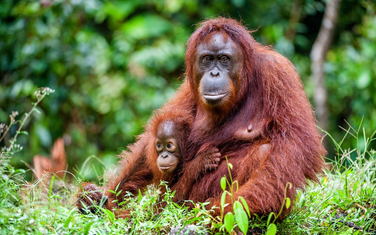 Singapore og Borneo for hele familien