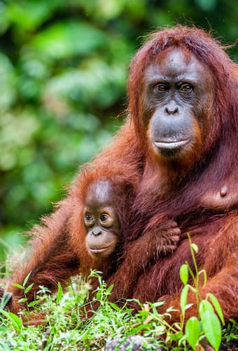 Malaysia Borneo orangutan unge scaled