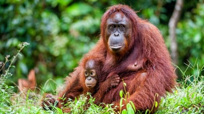 Malaysia Borneo orangutan unge scaled