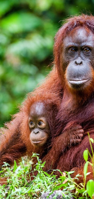Malaysia Borneo orangutan unge scaled