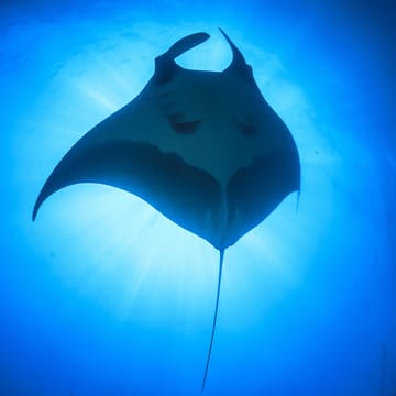 maldiverne-mantarokker-snorkling