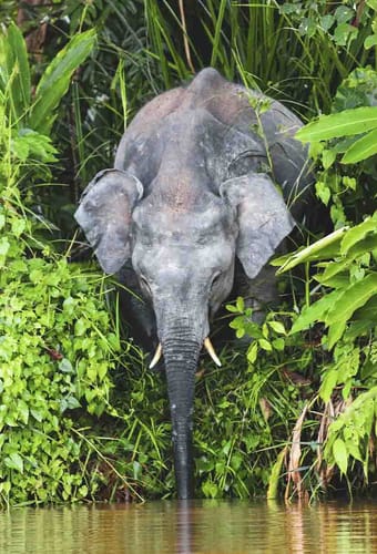 Malaysia Borneo pygmae elefant drikker vand fra flod