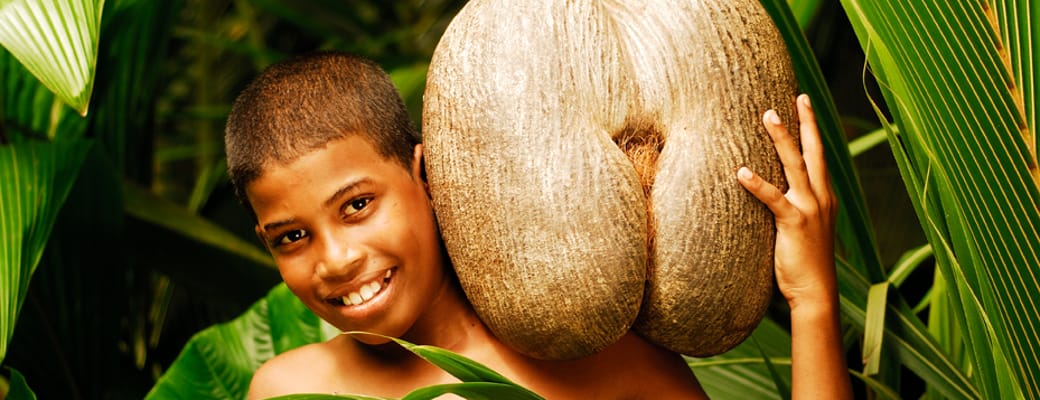 Seychellerne-nationalpark Vallee de mai. Dreng med nationalfrugt