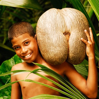 Seychellerne-nationalpark Vallee de mai. Dreng med nationalfrugt