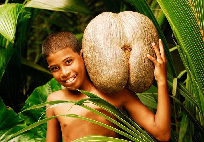 Seychellerne-nationalpark Vallee de mai. Dreng med nationalfrugt