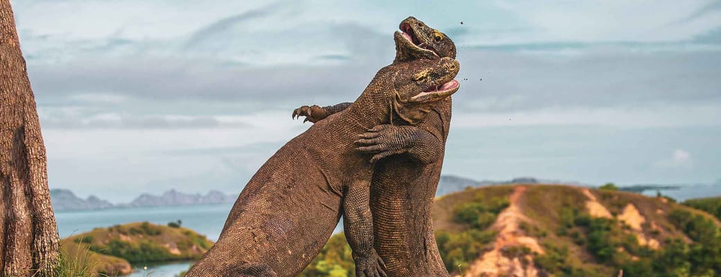 Indonesien, Komodo Øer, Komodovaraner