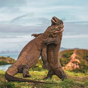 Indonesien, Komodo Øer, Komodovaraner