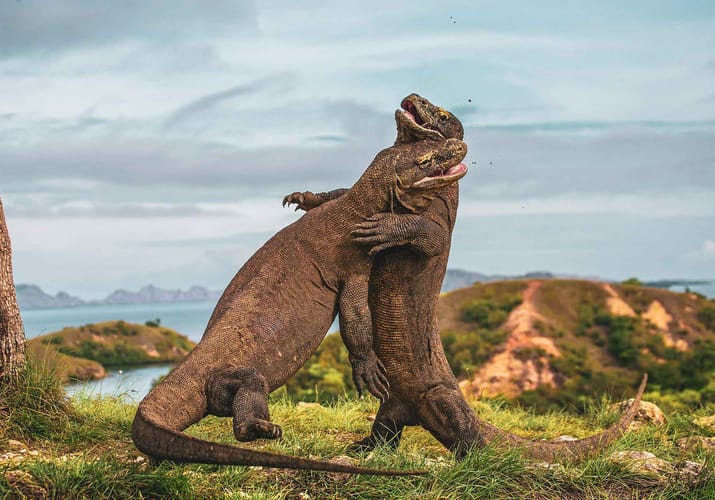 Indonesien, Komodo Øer, Komodovaraner