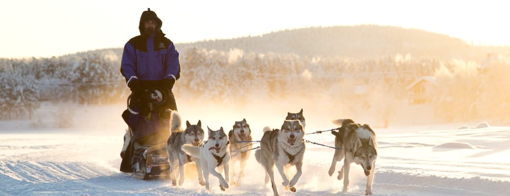 Finland, Finske Lapland Nellim Wilderness Hotel, Husky Safari, Sl&aelig;dehunde, Vinter, Sne