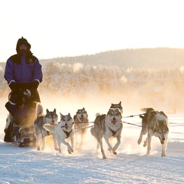 Finland, Finske Lapland Nellim Wilderness Hotel, Husky Safari, Sl&aelig;dehunde, Vinter, Sne