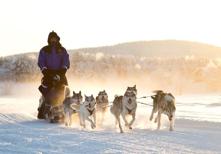 Finland, Finske Lapland Nellim Wilderness Hotel, Husky Safari, Sl&aelig;dehunde, Vinter, Sne