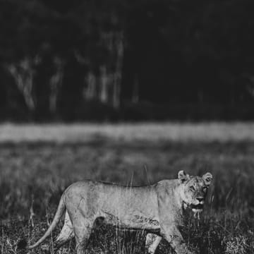 Kenya Safari Løve Profil Rejser