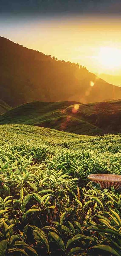 vejret-i-malaysia