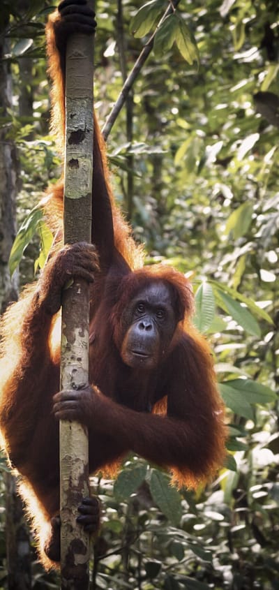 Indonesien sumatra orangutang 3000x2000 scaled
