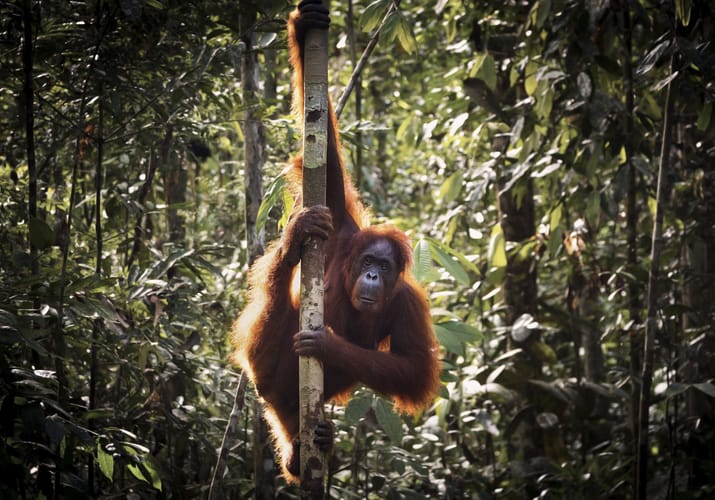Indonesien sumatra orangutang 3000x2000 scaled