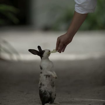 maldiverne soneva fushi bunnies kredit bruno aveillan2