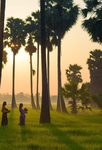 kvinder der går en mellem palmerne på Bali