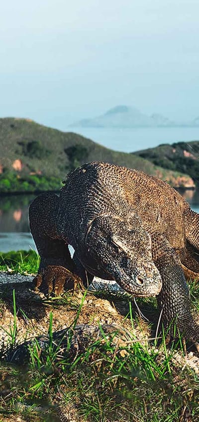 indonesien-komodo-island