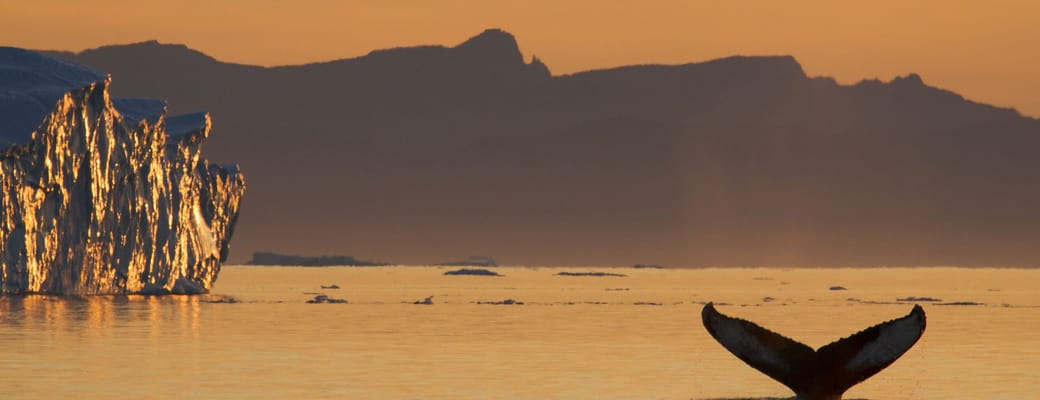 Gr&oslash;nland ilulisat hval julie skotte greenland scaled