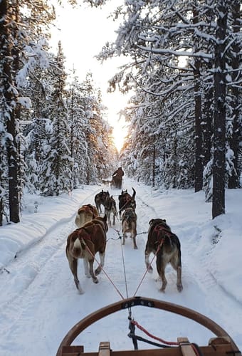 Lapland hundeslaede fjellborg arctic journeys scaled overnatning