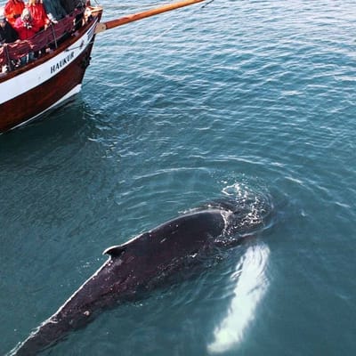 Island Nordisland Húsavík hvalsafari2 udflugt