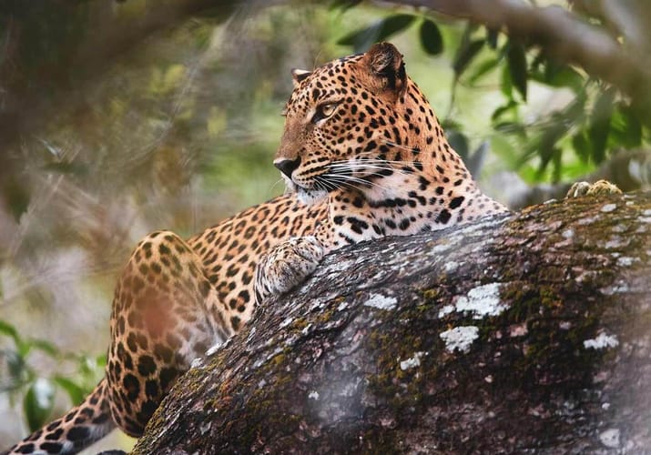 leopard ligger i et tr&aelig;