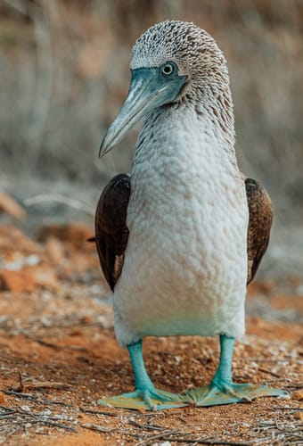 Blåfodet sule på Santa Fe, Galapagos