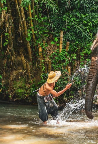 En mahout-tr&aelig;ner bader en stor elefant i en flod i Nordthailand