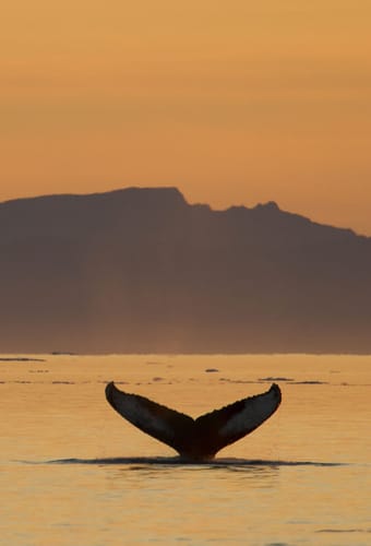 Gr&oslash;nland ilulisat hval julie skotte greenland scaled