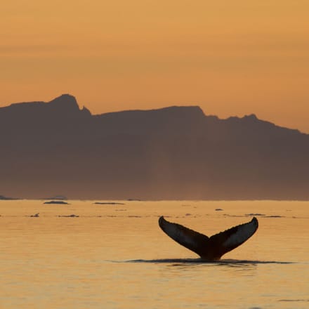 Gr&oslash;nland ilulisat hval julie skotte greenland scaled