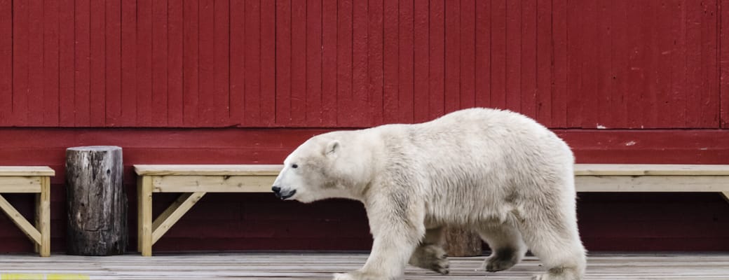 Norge svalbard basecamp explorer isfjord radio jakob dall